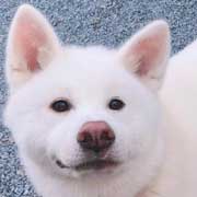 秋田犬うめ